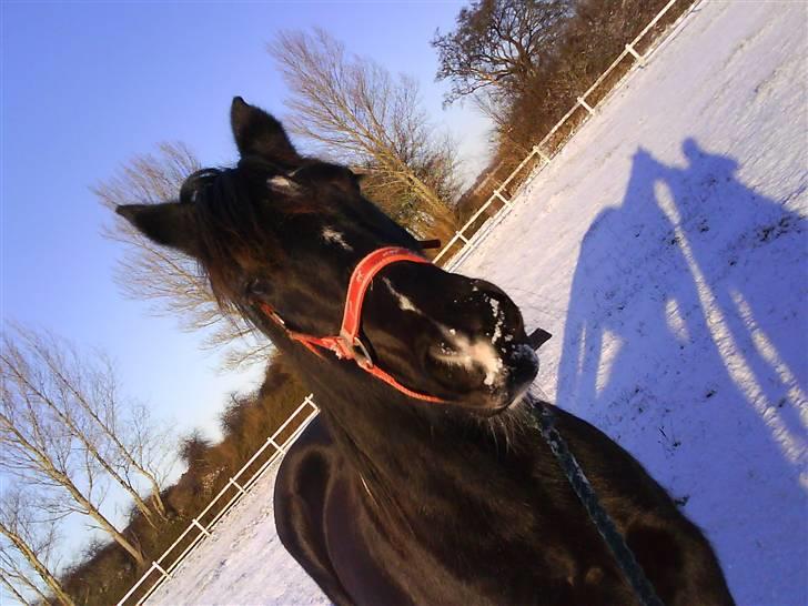 Verdens smukkeste pony billede 20