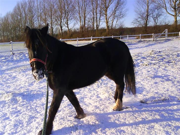 Verdens smukkeste pony billede 21