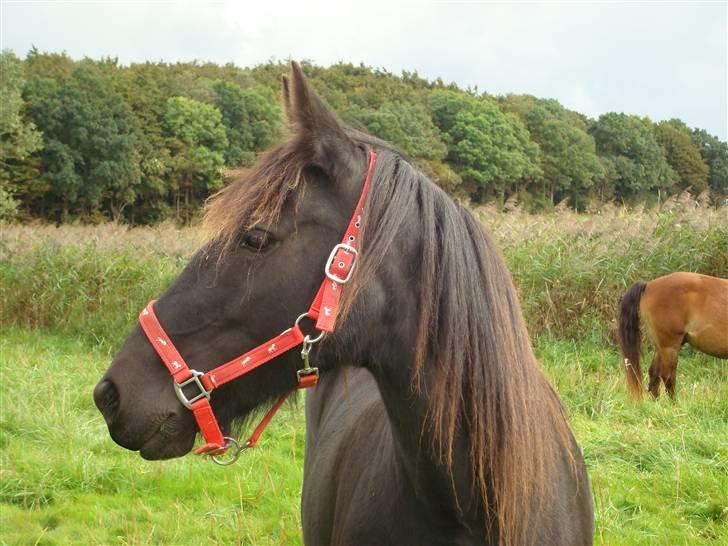 Verdens smukkeste pony billede 22