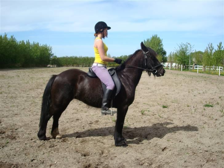 Verdens smukkeste pony billede 23