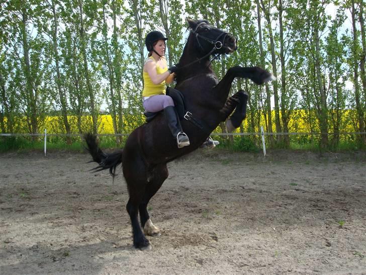 Verdens smukkeste pony billede 24