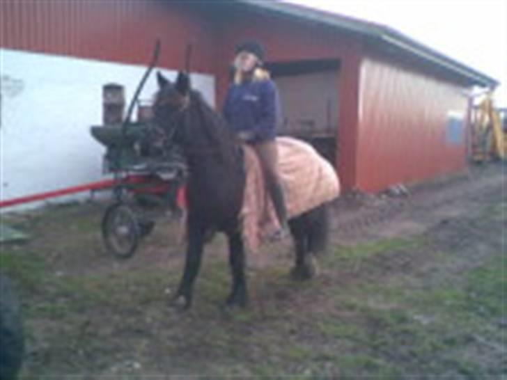 Verdens smukkeste pony billede 25