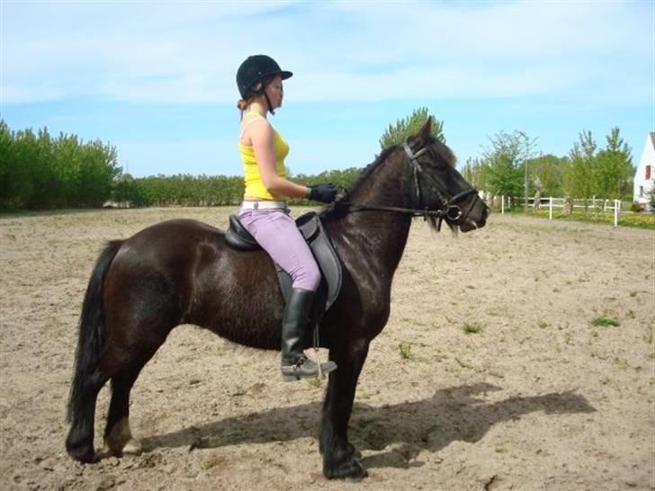 Verdens smukkeste pony billede 26