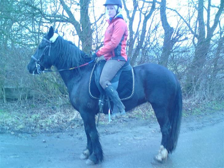 Verdens smukkeste pony billede 27