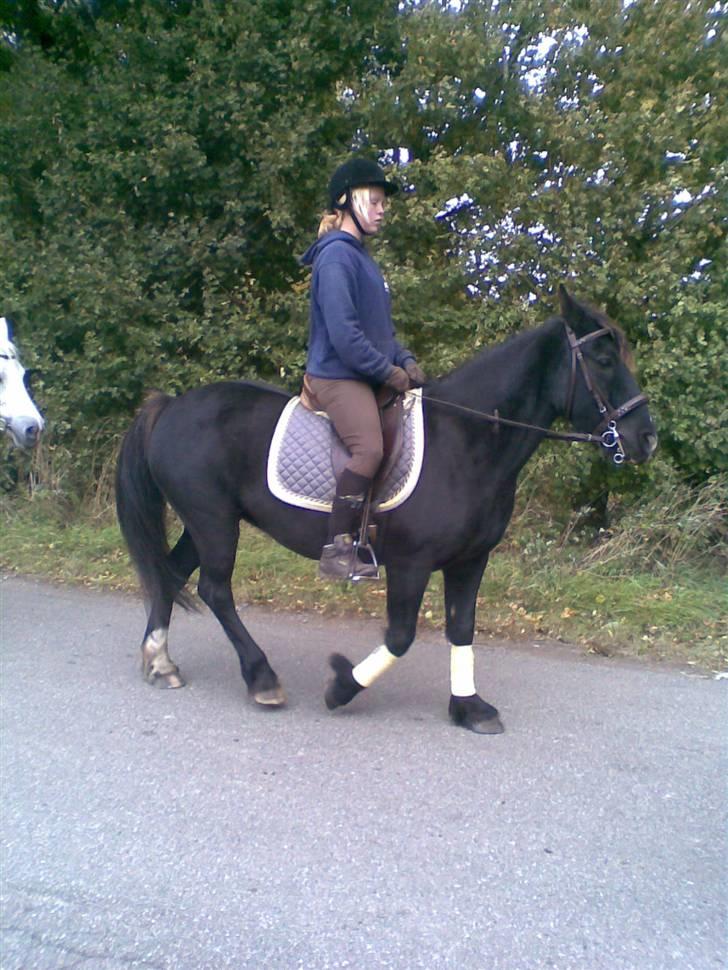 Verdens smukkeste pony billede 28