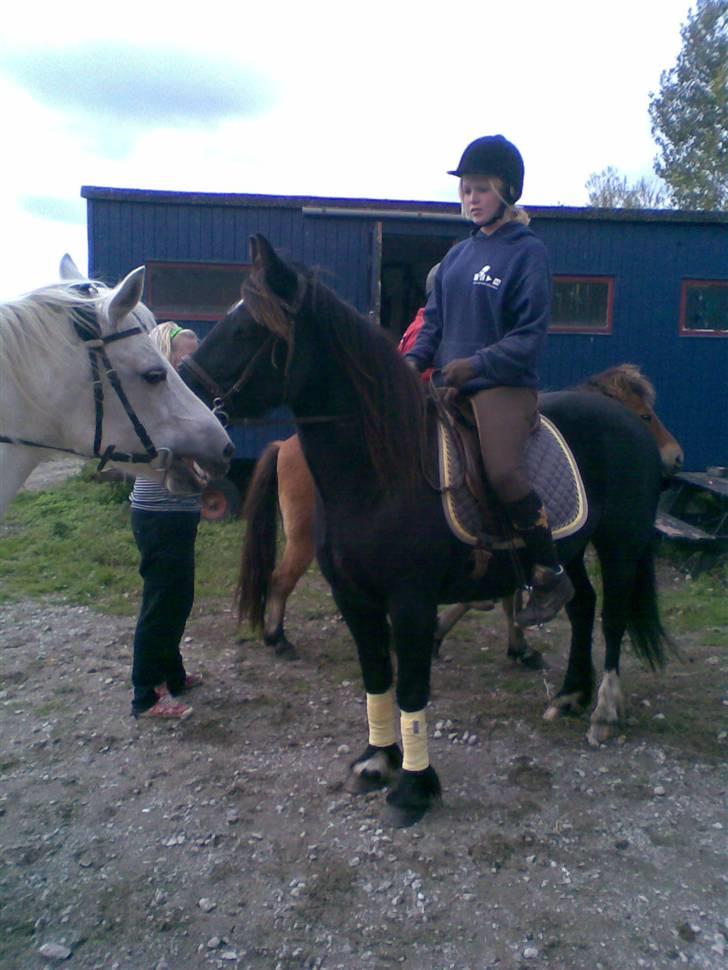 Verdens smukkeste pony billede 29