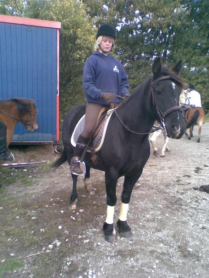 Verdens smukkeste pony billede 30