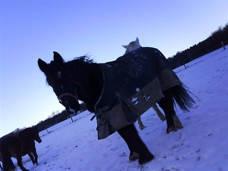 Verdens smukkeste pony billede 31