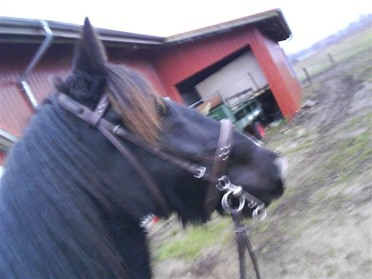 Verdens smukkeste pony billede 32