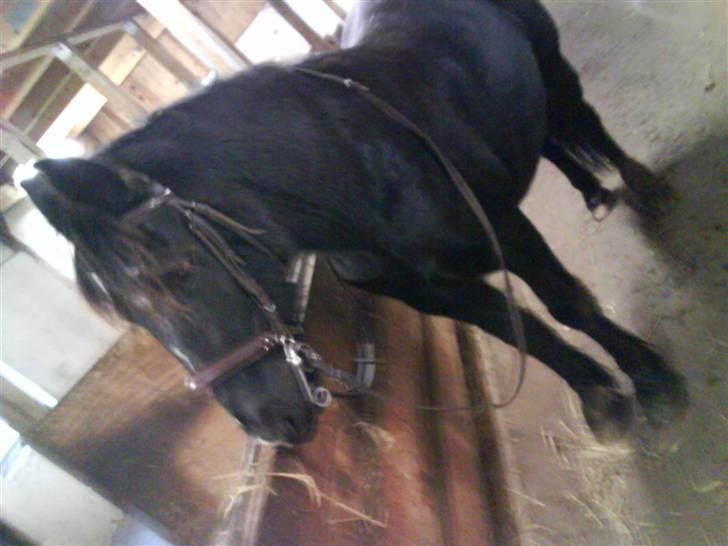 Verdens smukkeste pony billede 33