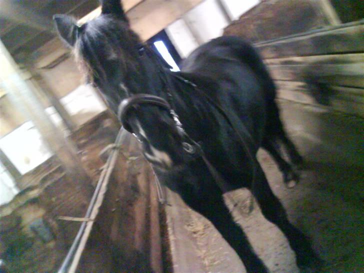 Verdens smukkeste pony billede 34