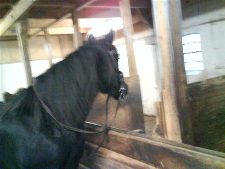 Verdens smukkeste pony billede 35