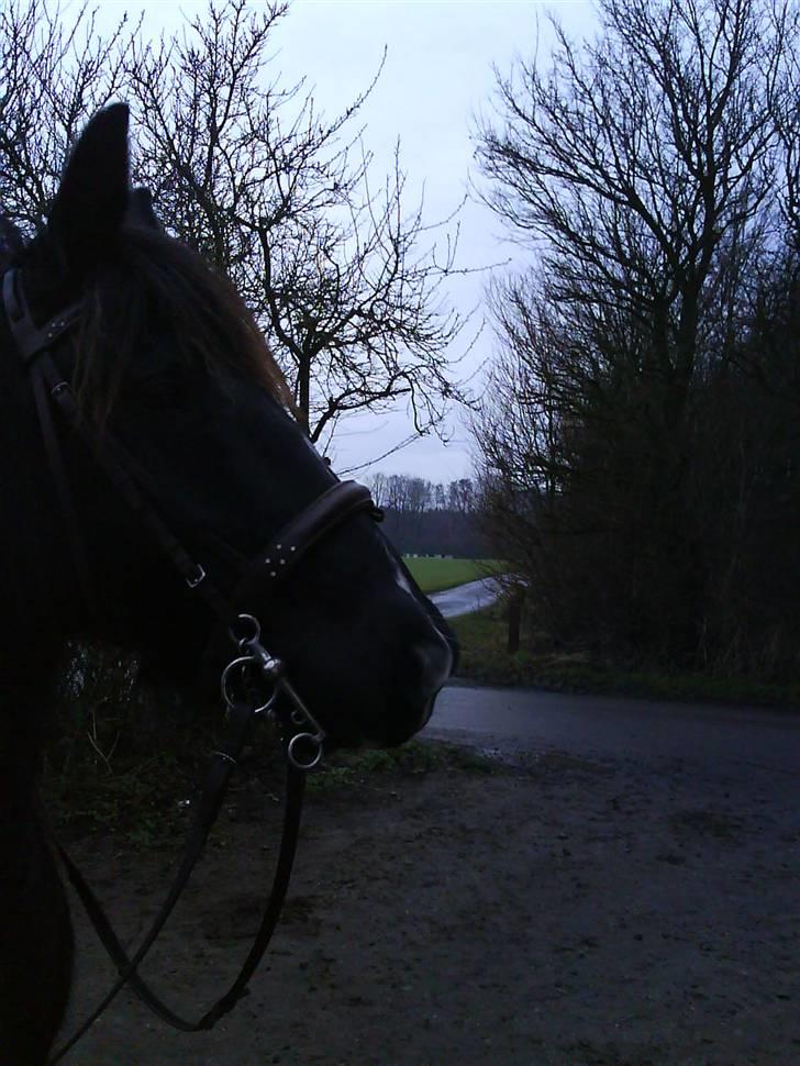 Verdens smukkeste pony billede 36