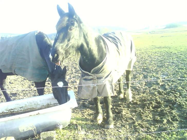 Verdens smukkeste pony billede 37