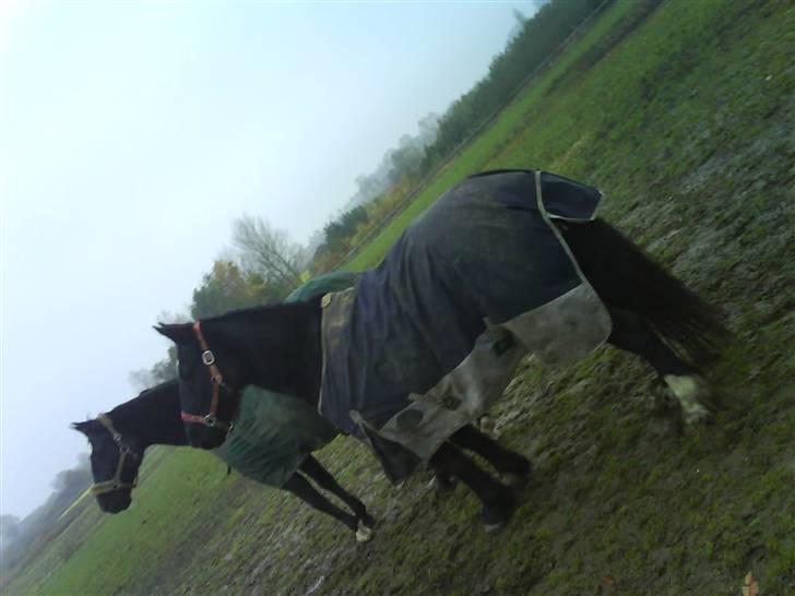 Verdens smukkeste pony billede 38