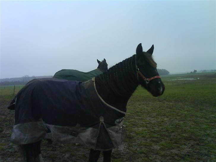 Verdens smukkeste pony billede 39