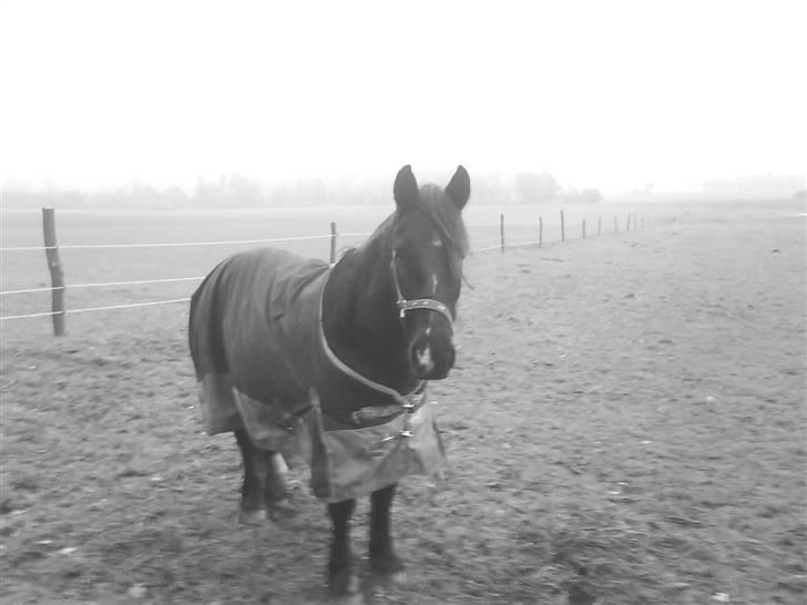 Verdens smukkeste pony billede 40