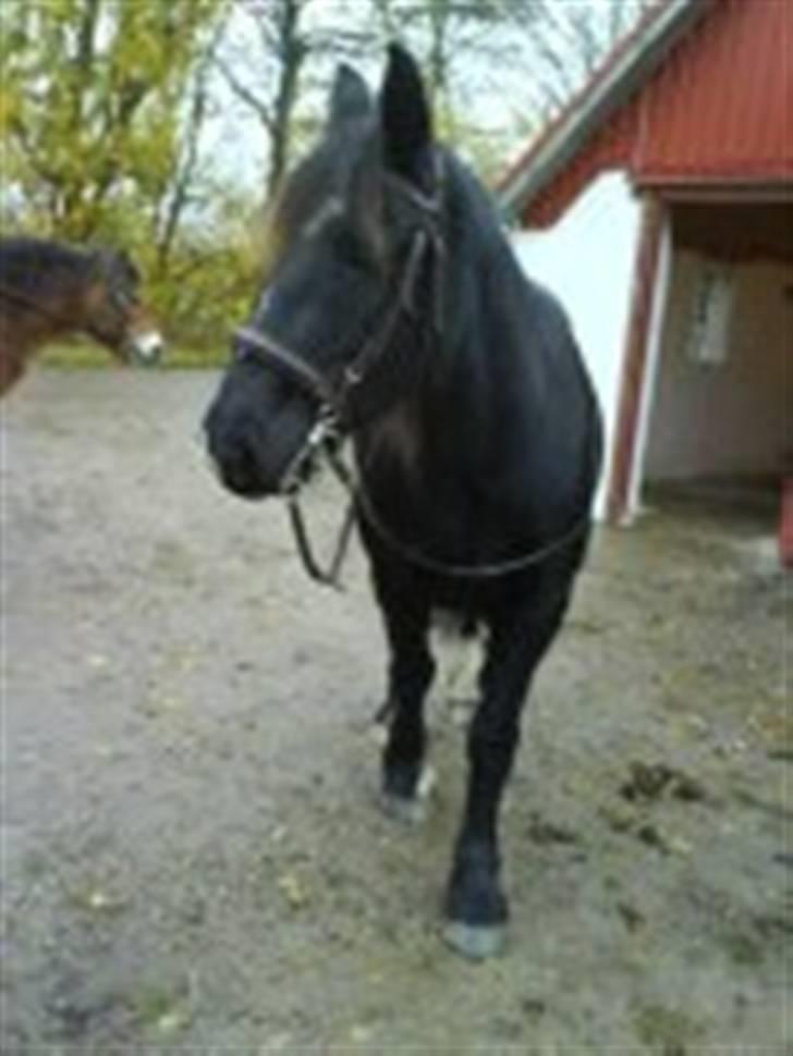 Verdens smukkeste pony billede 41