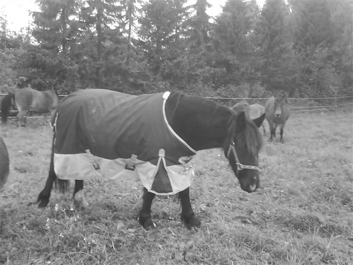 Verdens smukkeste pony billede 42