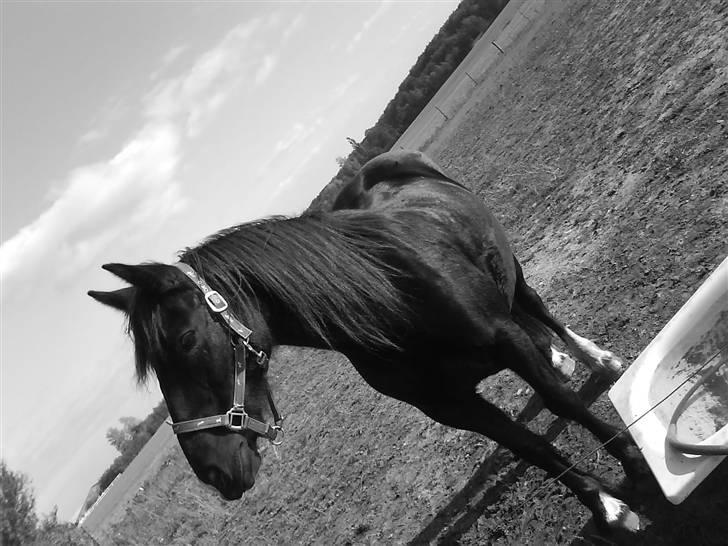 Verdens smukkeste pony billede 43