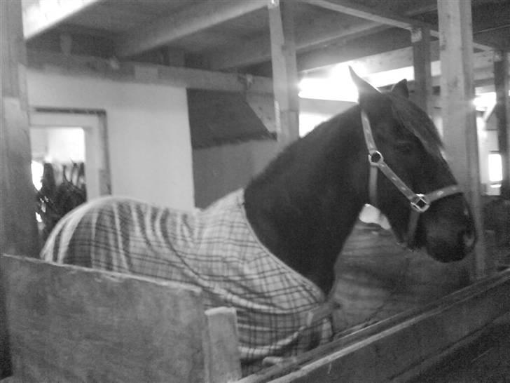 Verdens smukkeste pony billede 44