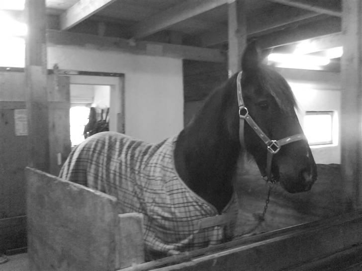 Verdens smukkeste pony billede 45