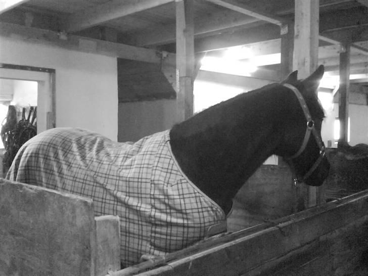 Verdens smukkeste pony billede 46