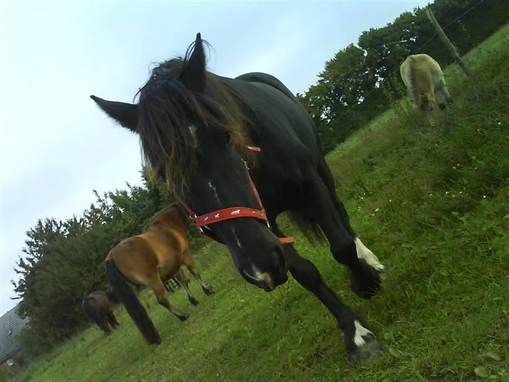 Verdens smukkeste pony billede 47