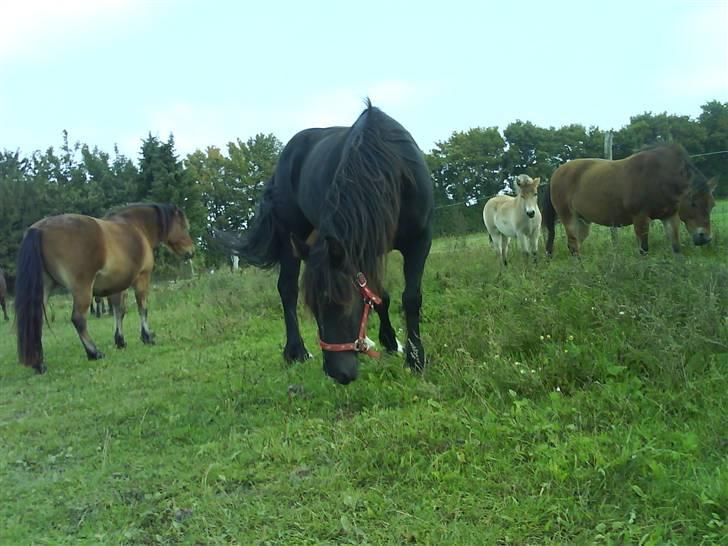 Verdens smukkeste pony billede 48