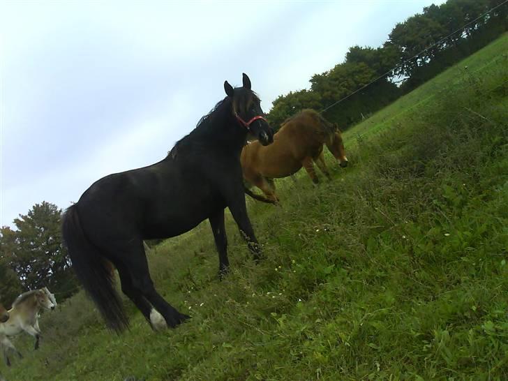 Verdens smukkeste pony billede 49