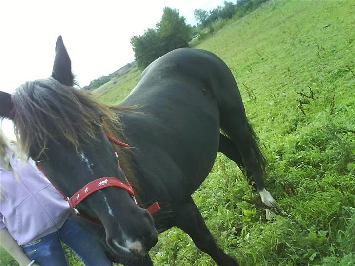 Verdens smukkeste pony billede 50