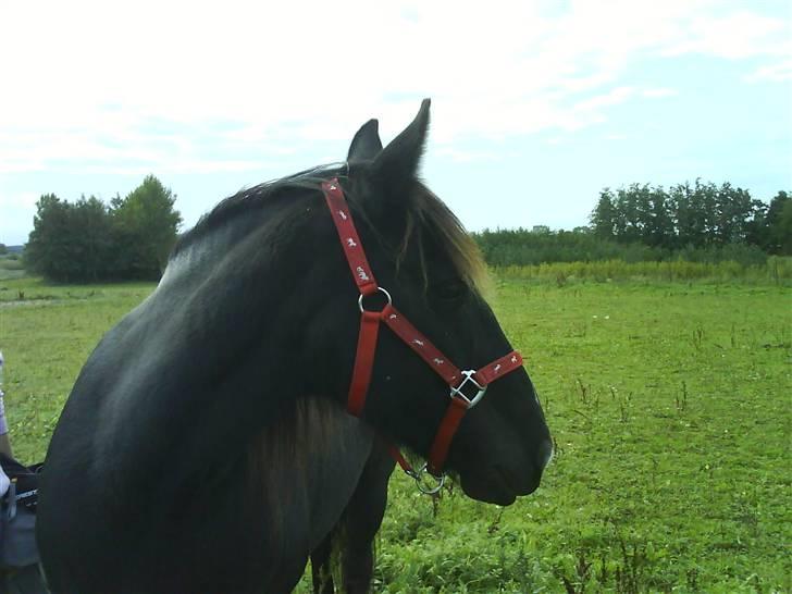 Verdens smukkeste pony billede 51