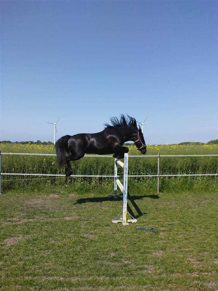 Verdens smukkeste pony billede 53