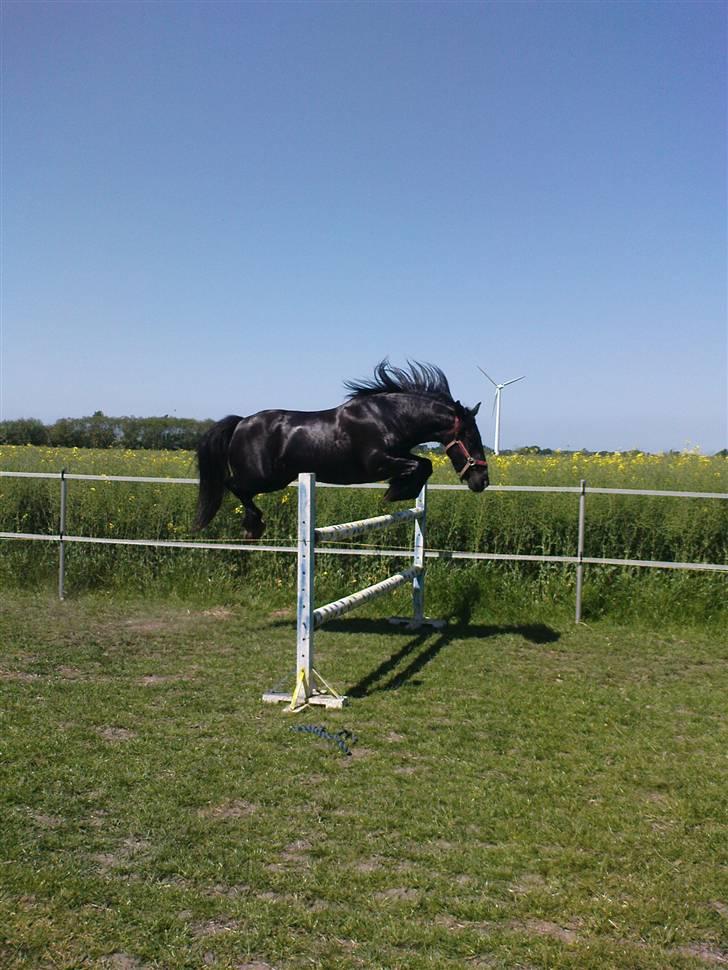 Verdens smukkeste pony billede 54