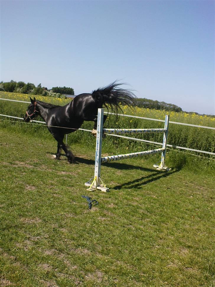 Verdens smukkeste pony billede 55