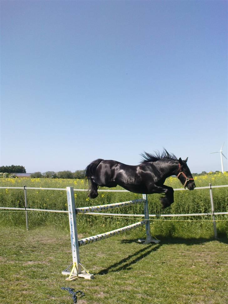 Verdens smukkeste pony billede 56