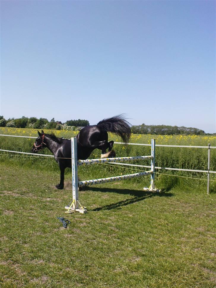 Verdens smukkeste pony billede 57