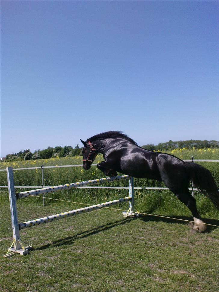 Verdens smukkeste pony billede 58