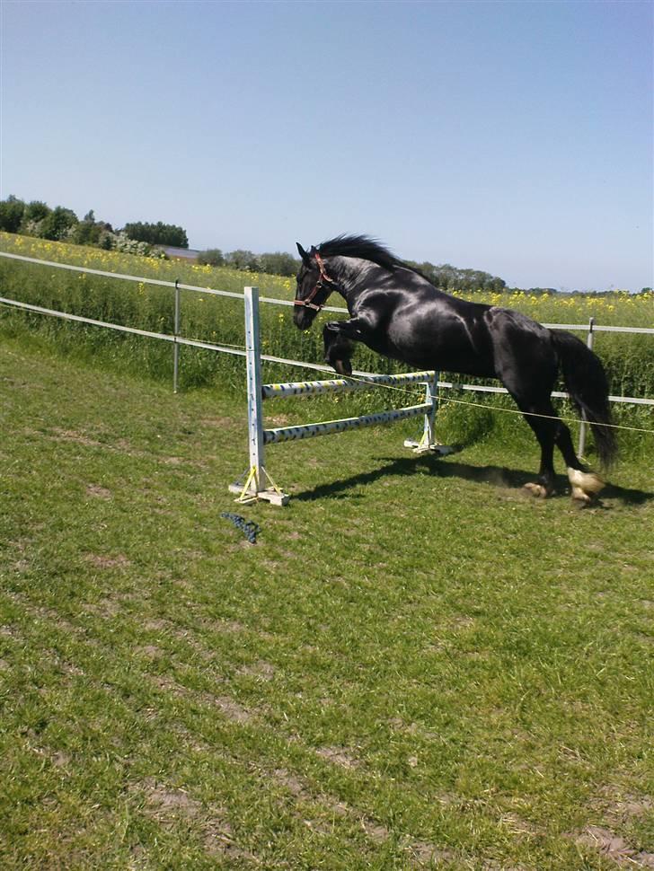 Verdens smukkeste pony billede 59