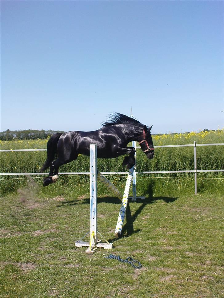 Verdens smukkeste pony billede 60