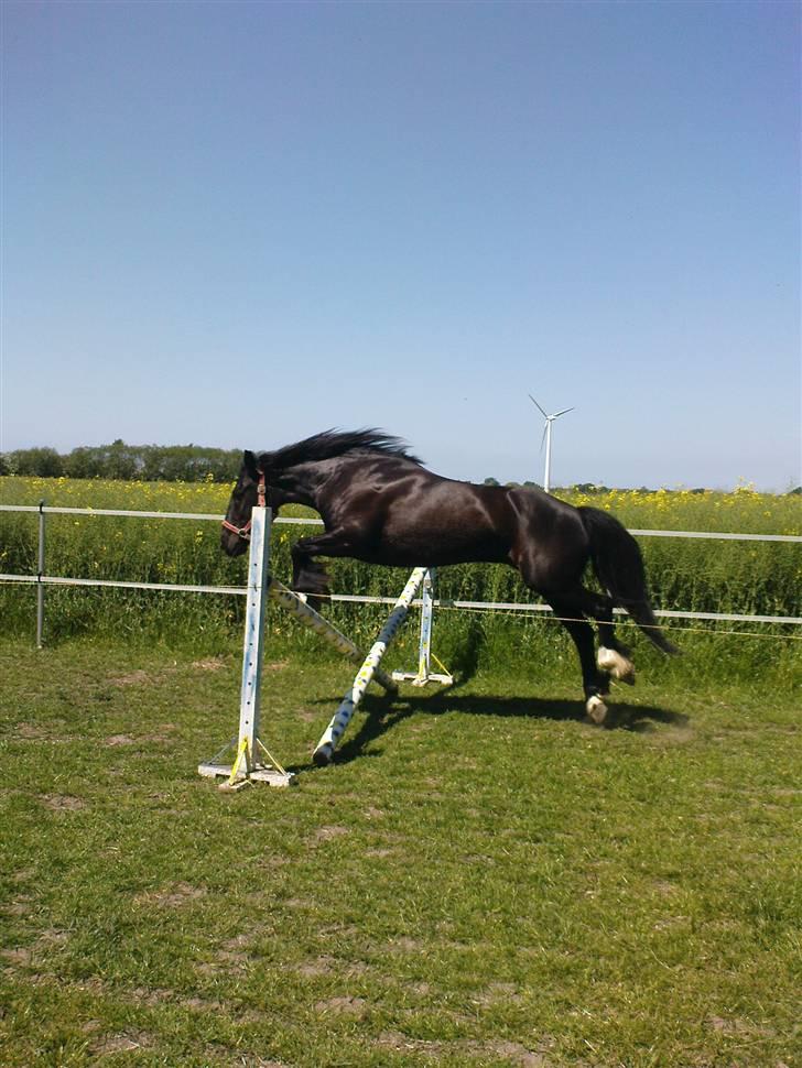 Verdens smukkeste pony billede 61