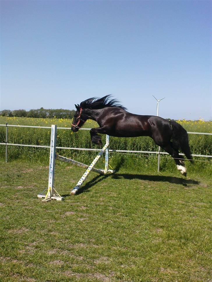 Verdens smukkeste pony billede 62