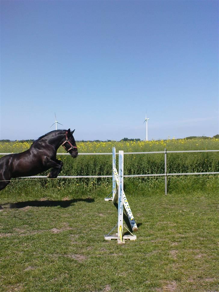 Verdens smukkeste pony billede 63