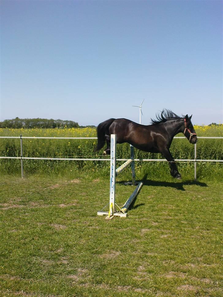 Verdens smukkeste pony billede 64