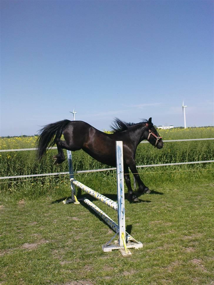 Verdens smukkeste pony billede 65