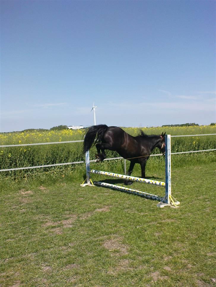 Verdens smukkeste pony billede 66