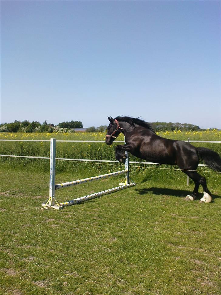 Verdens smukkeste pony billede 67