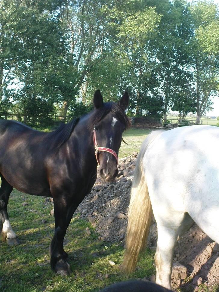 Verdens smukkeste pony billede 68