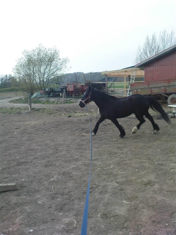 Verdens smukkeste pony billede 69