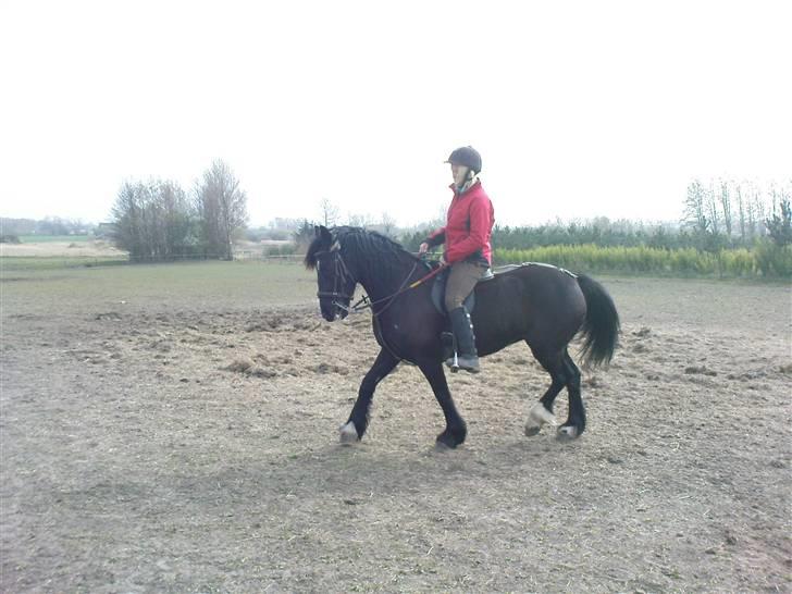 Verdens smukkeste pony billede 70